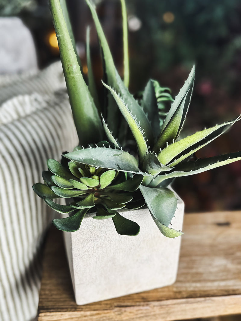 Assorted Cactus Plant in Pot