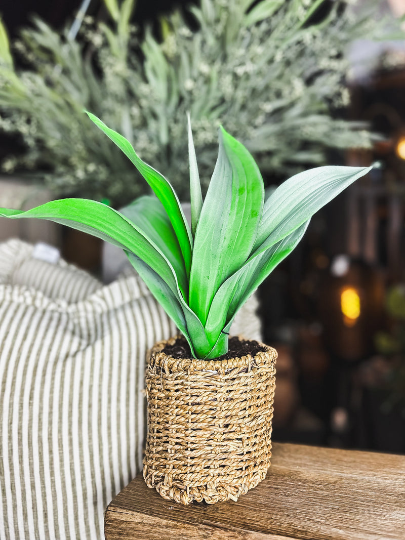 Plant in Rattan Pot