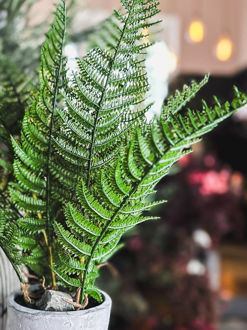 Bracken Fern in Pot