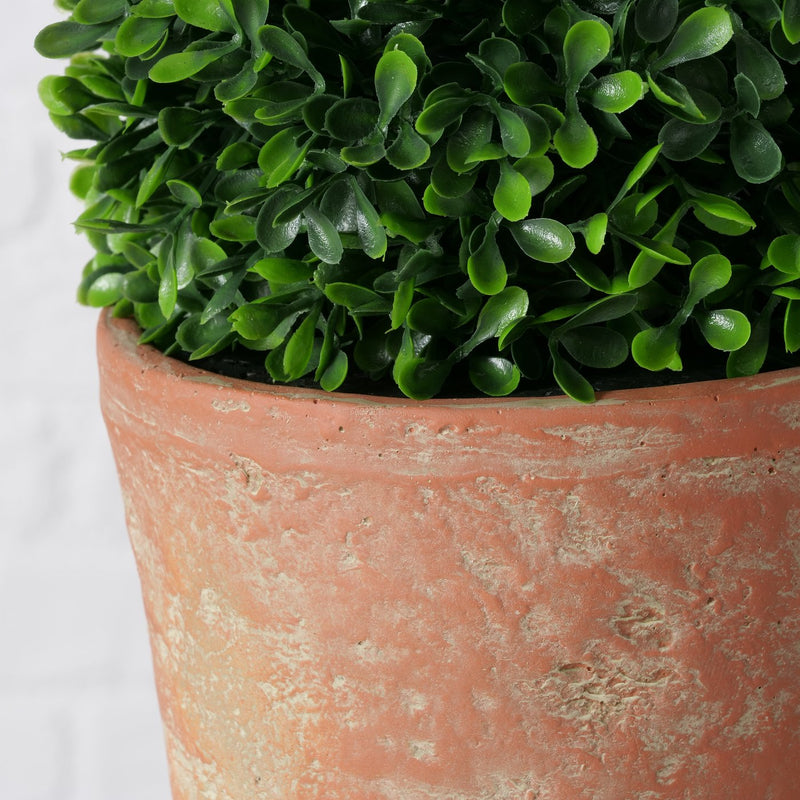 Box Plant in Terracotta Pot 24cm