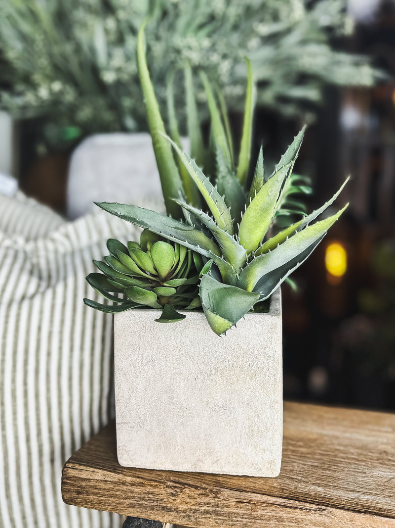 Assorted Cactus Plant in Pot