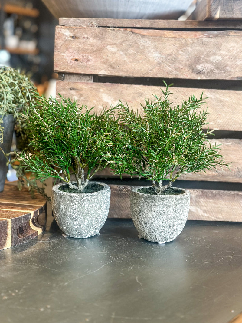 Rosemary Bush in Clay Pot