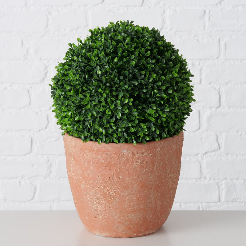 Box Plant in Pot 39cm