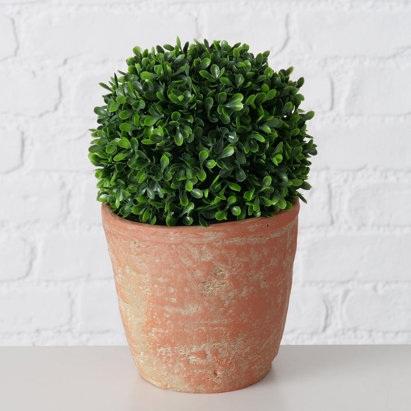 Box Plant in Terracotta Pot 24cm