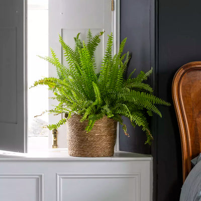 Seagrass Basket Frill Edge