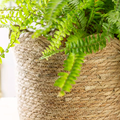 Seagrass Basket Frill Edge