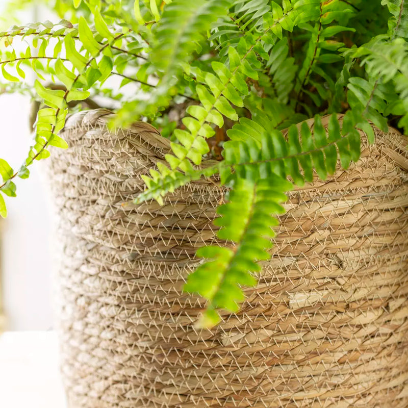 Seagrass Basket Frill Edge