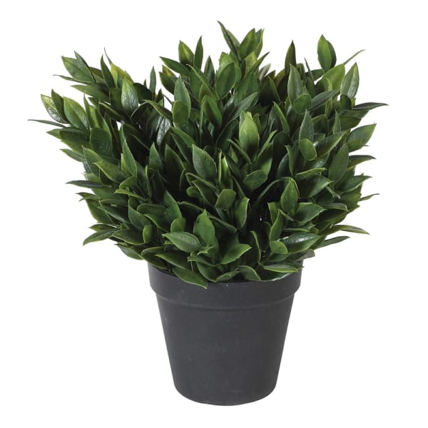 Green Succulent In Pot