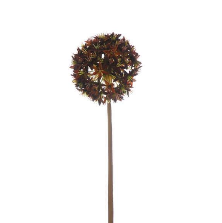 60cm Deep Burgundy/Brown Allium Stem