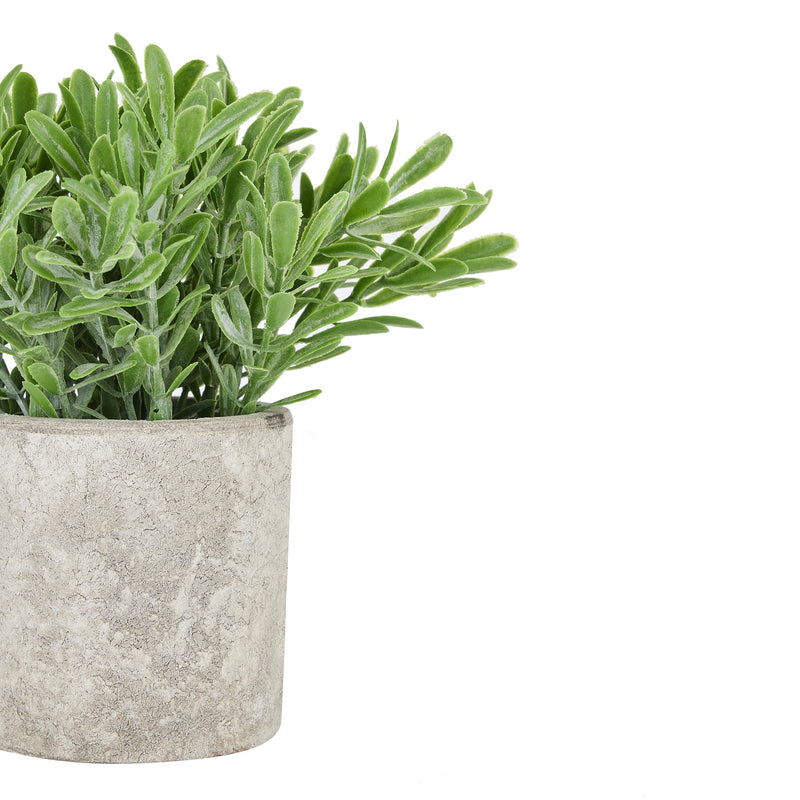 Buxus Plant in Stone Effect Pot