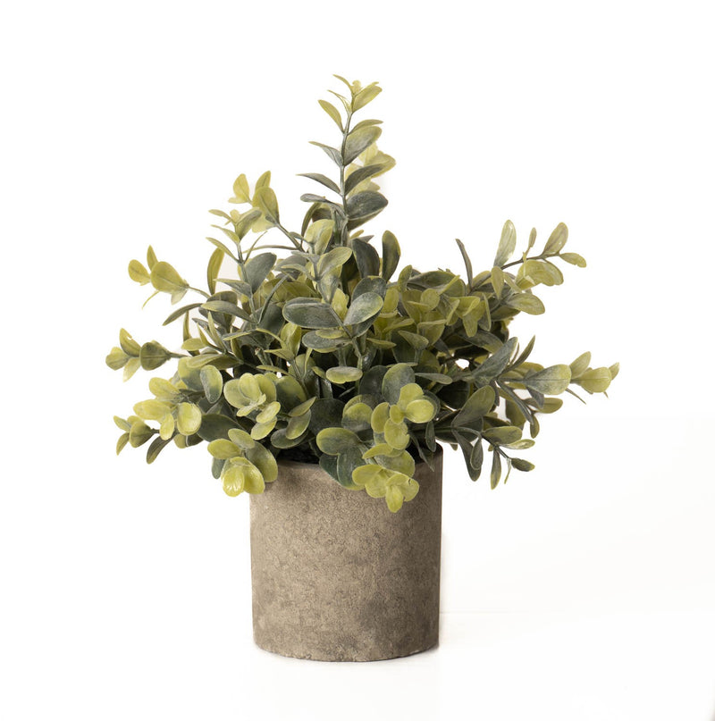 Eucalyptus Plant in Stone Pot