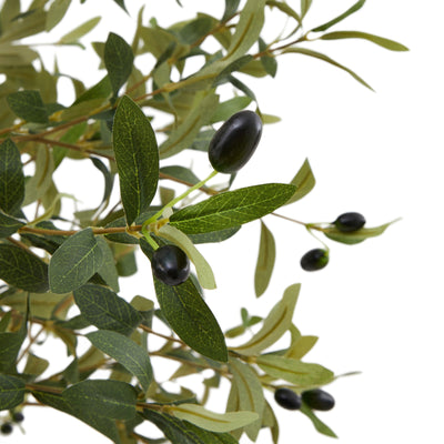 Medium Olive Tree