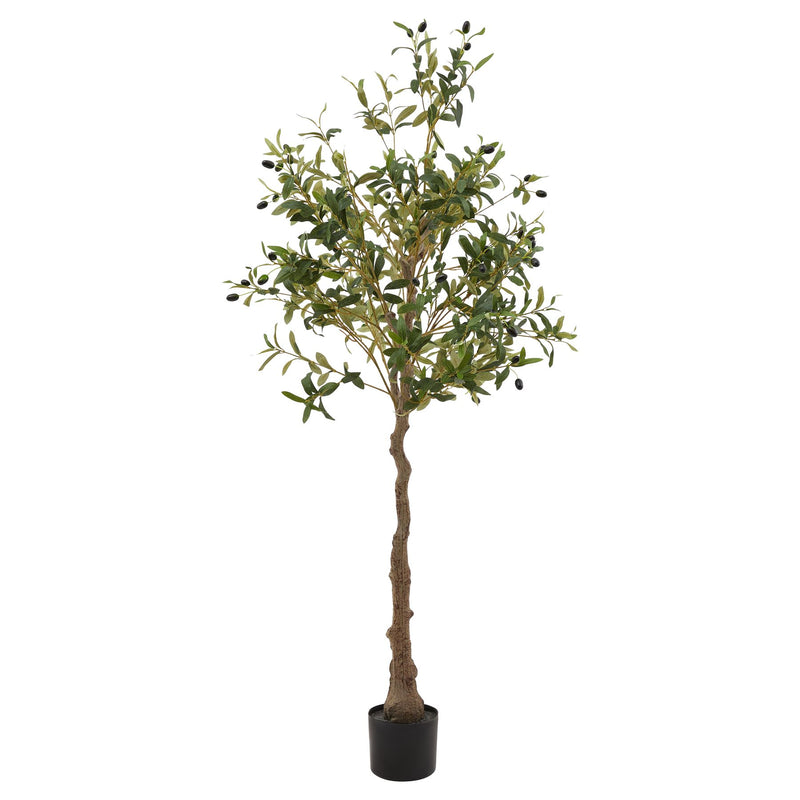 Medium Olive Tree