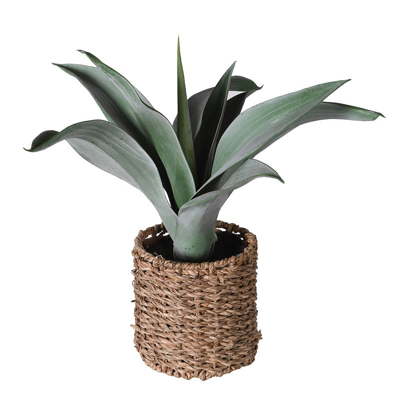 Plant in Rattan Pot