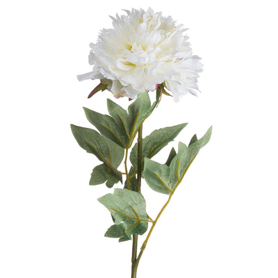 White Peony Stem