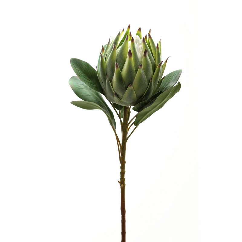 Large Green Protea Stem