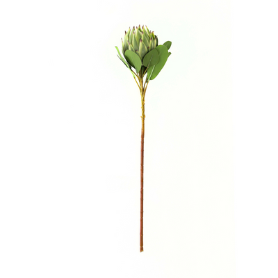 Large Green Protea Stem
