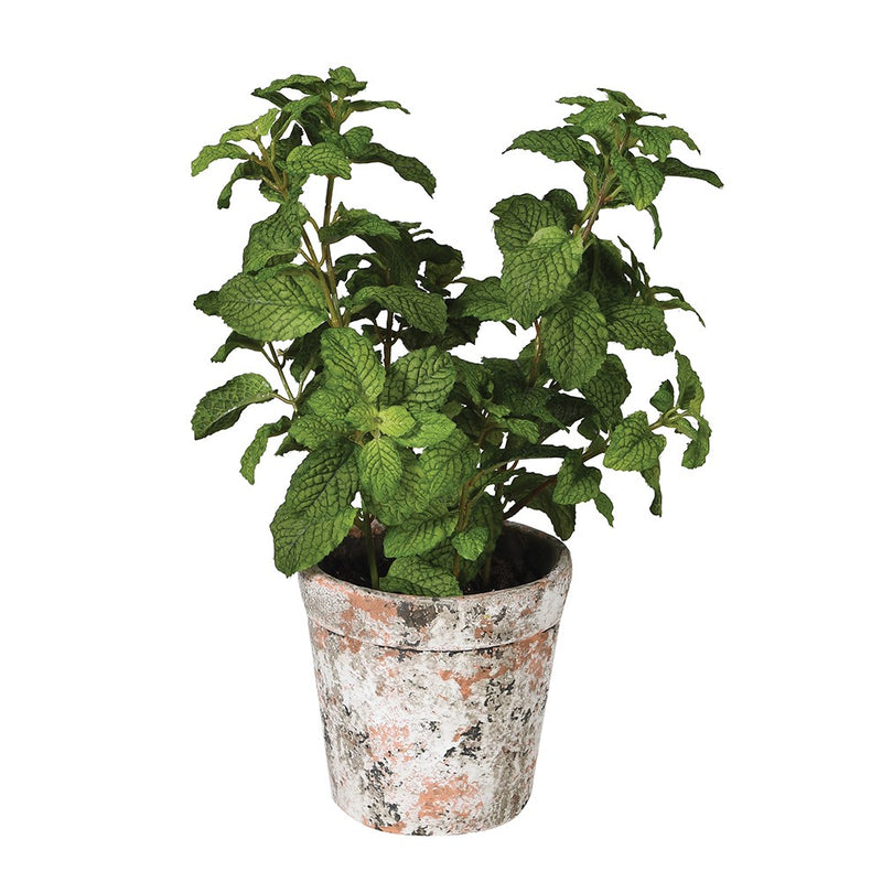 Mint Plant In Pot